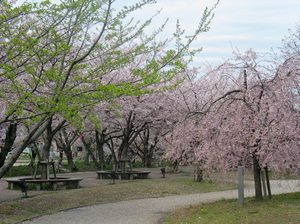 桜の堀尾跡公園　（１）