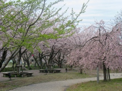 桜の堀尾跡公園　（１）