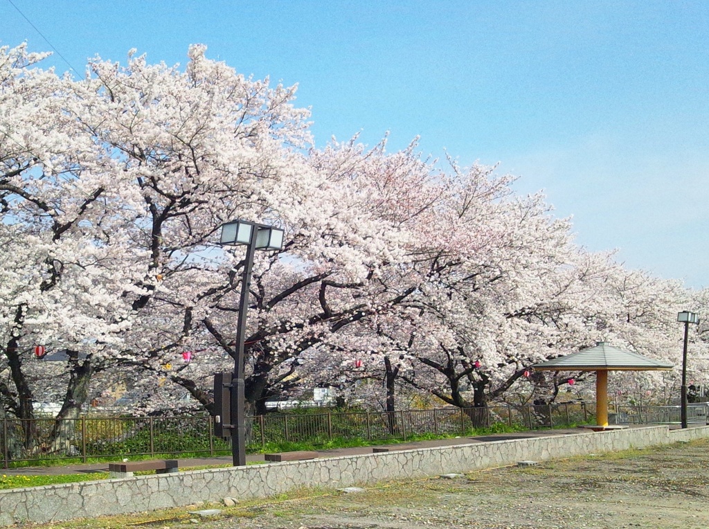 桜の五条川　（１０）