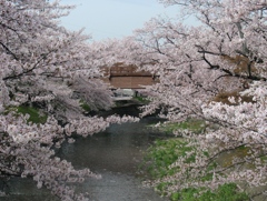 桜の堀尾跡公園　（８）