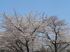 桜の国府宮神社　（１０）