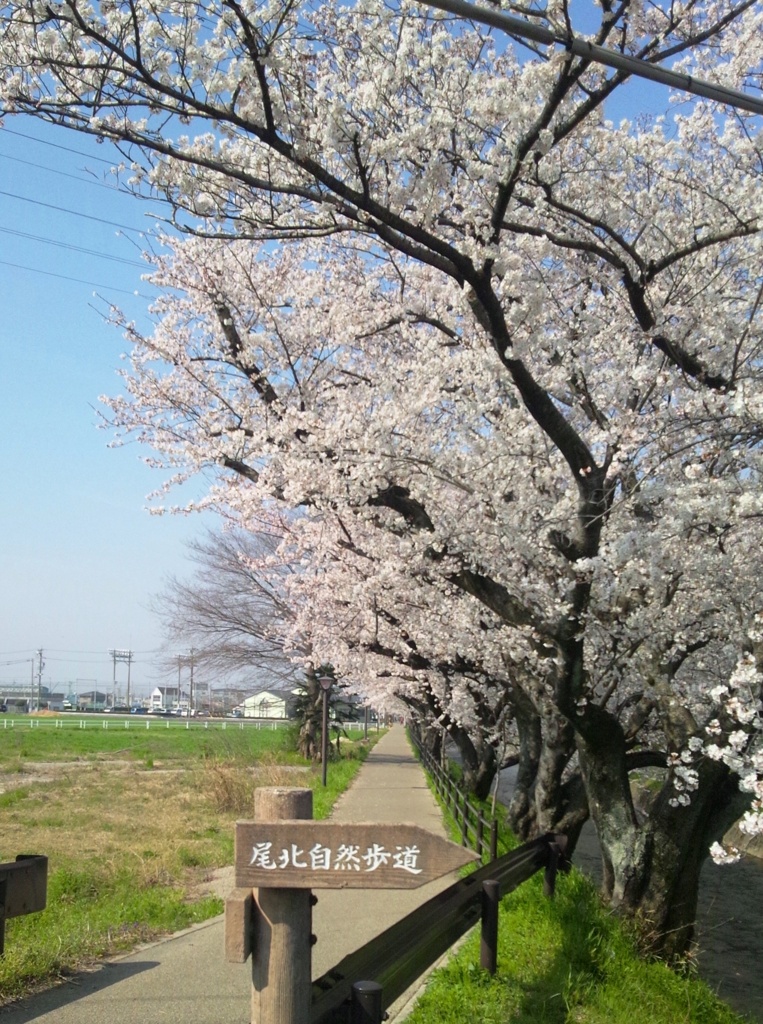 桜の五条川　（６）