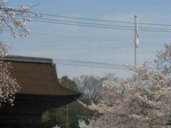 桜の国府宮神社　（９）