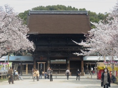 桜の国府宮神社　（８）