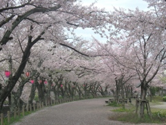 桜の堀尾跡公園　（１０）