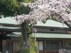 桜の国府宮神社　（４）