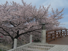 桜の堀尾跡公園　（４）