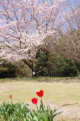 春爛漫