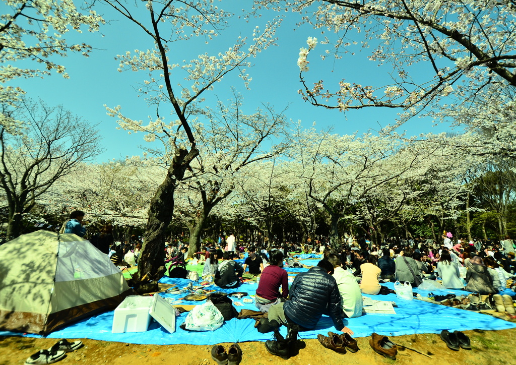 サクラ、花見、代々木公園