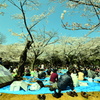 サクラ、花見、代々木公園