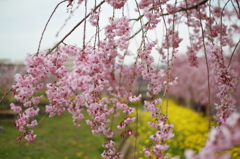 菜の花