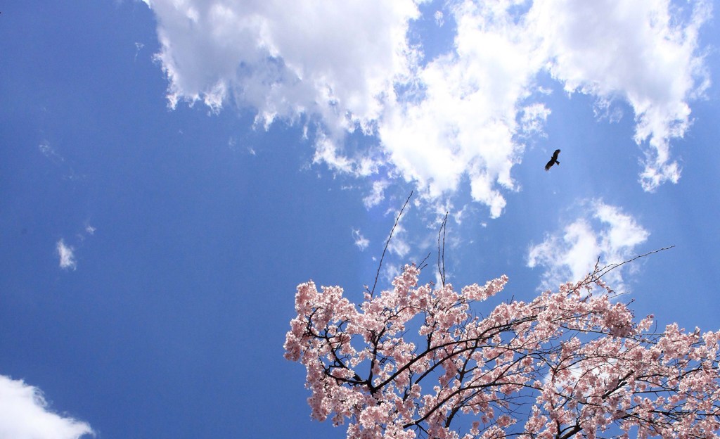 桜とトンビ