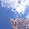 桜とトンビ