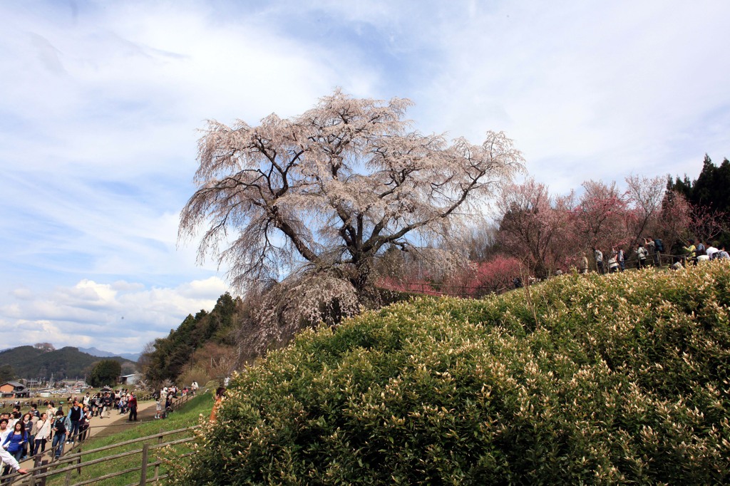 又兵衛桜咲く