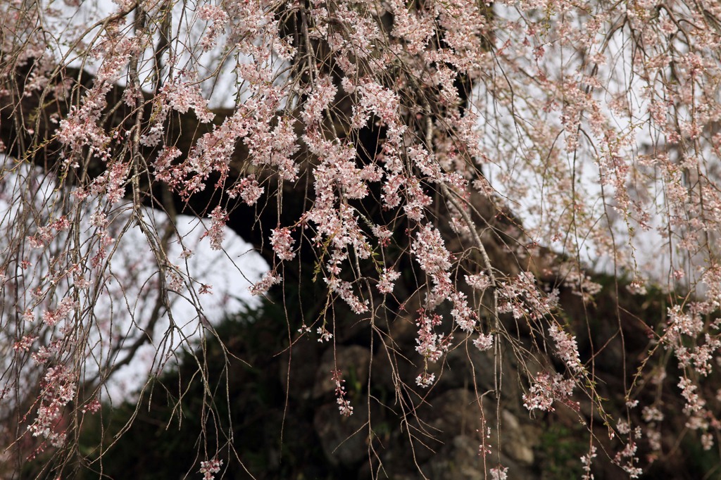 枝垂れ桜