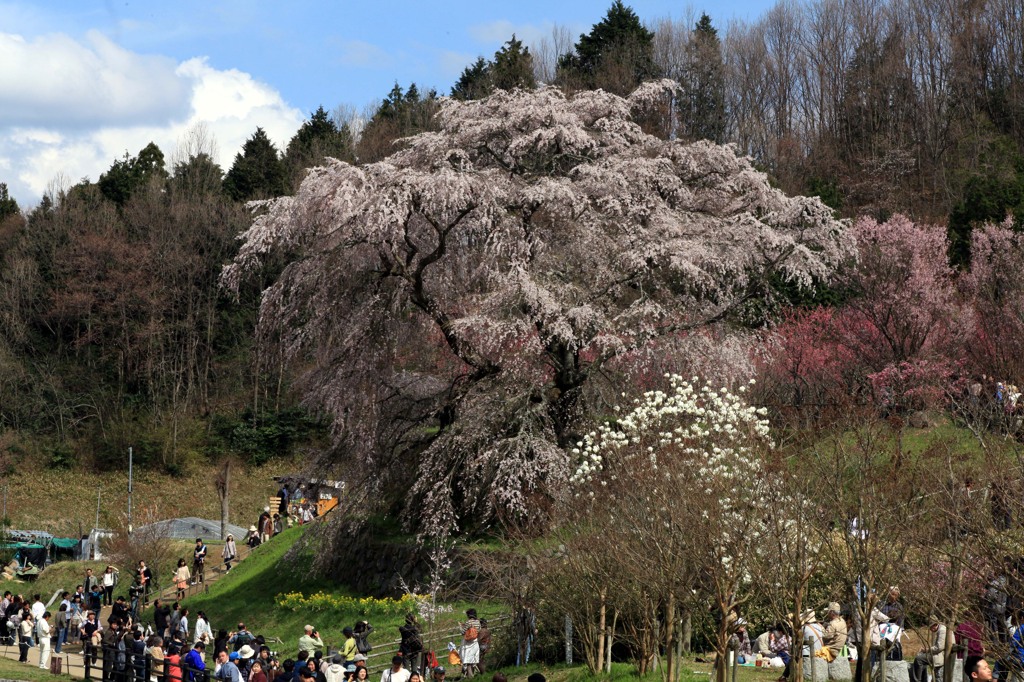 花の競演