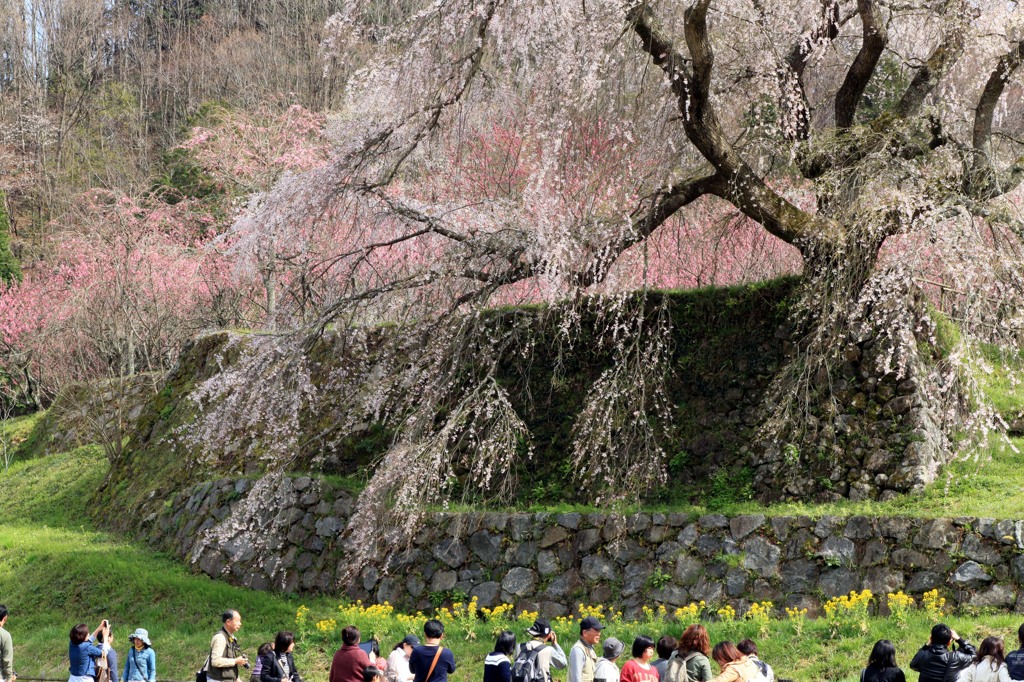 お花見日和