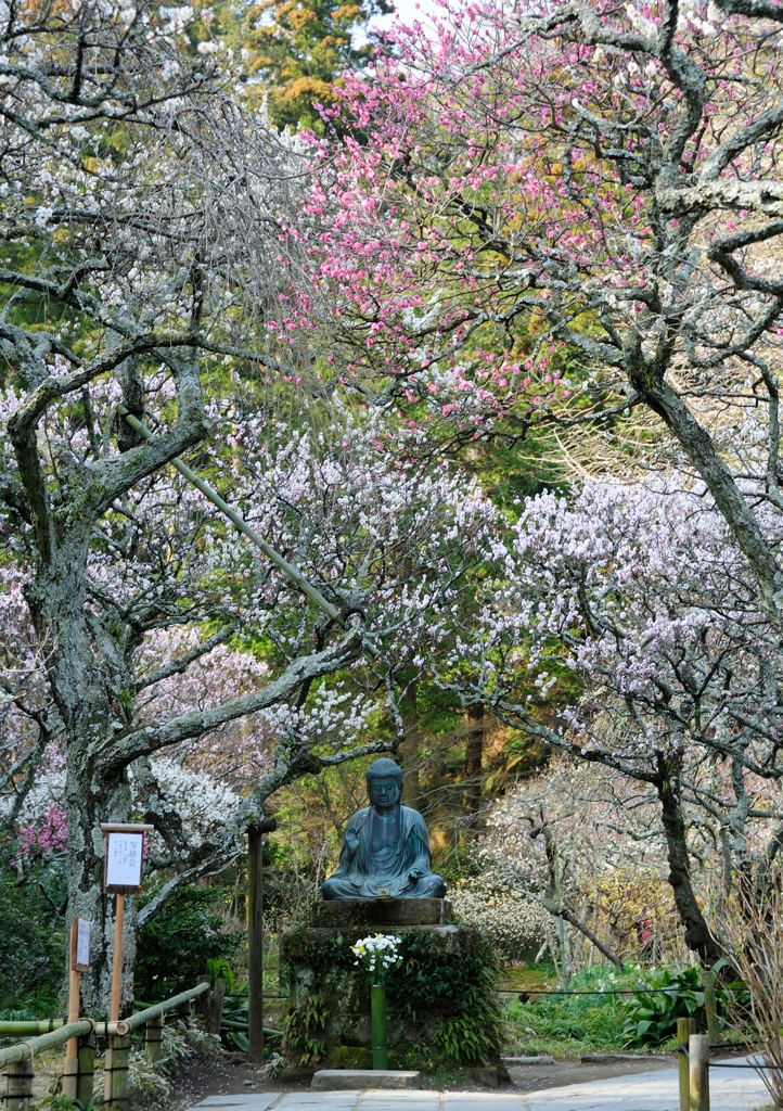 東慶寺の梅（北鎌倉）