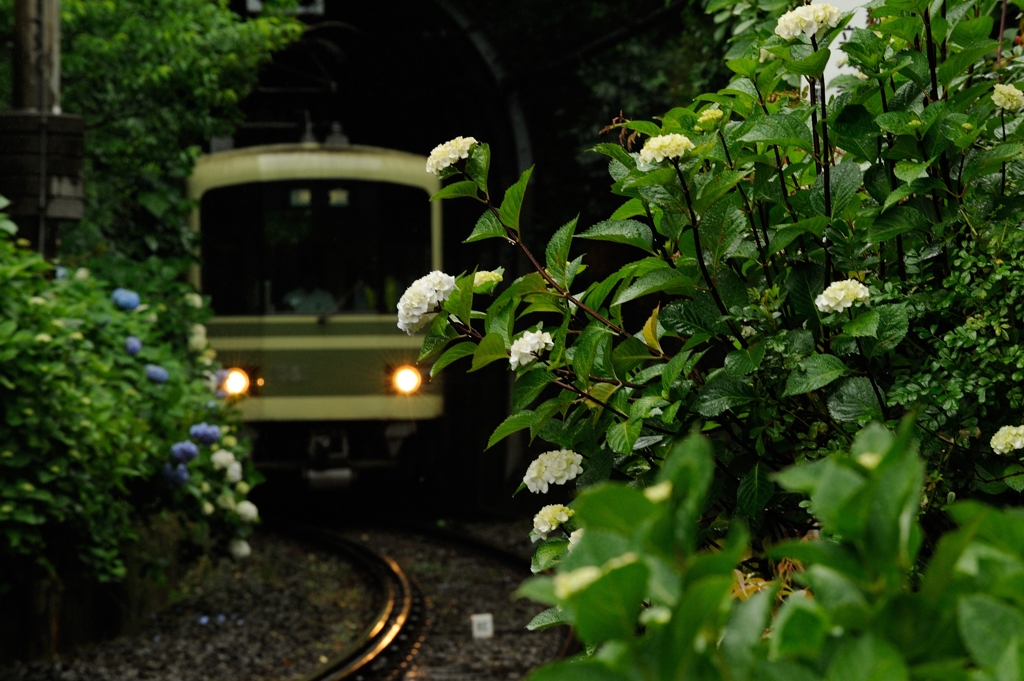 トンネルを抜けるとアジサイだった！