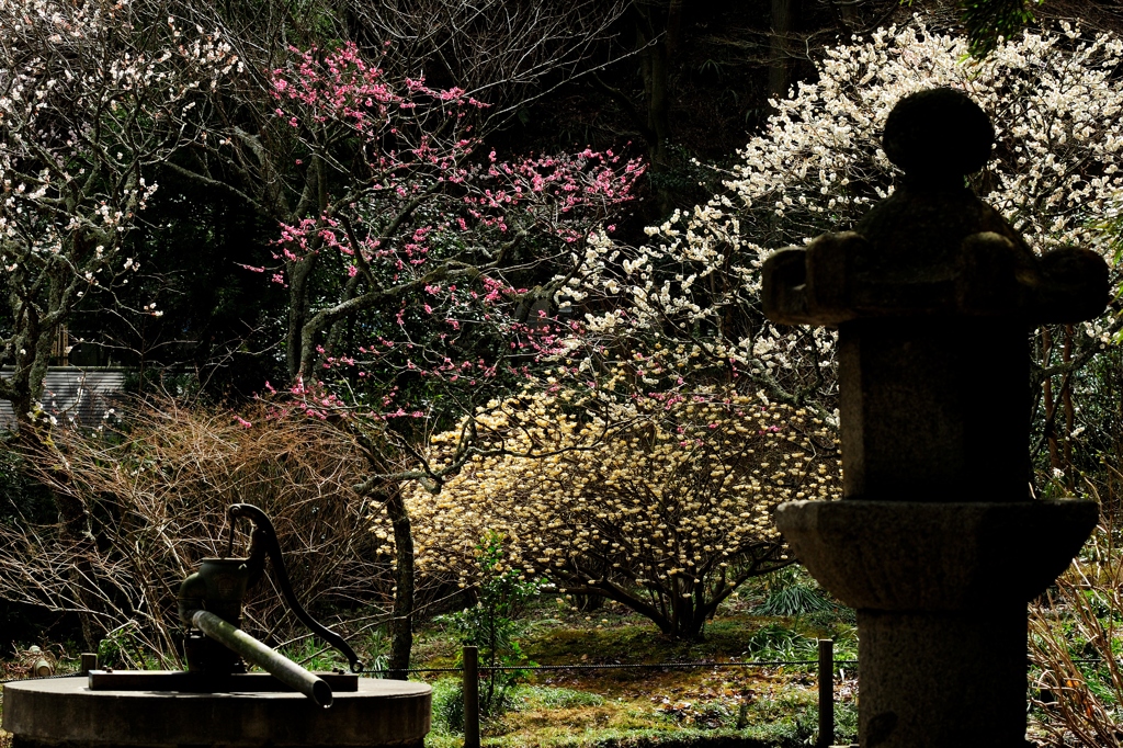 東慶寺の3月