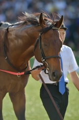 2013　スプリンターズステークス　ロードカナロア