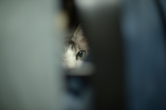 DSC_2559a