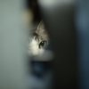 DSC_2559a