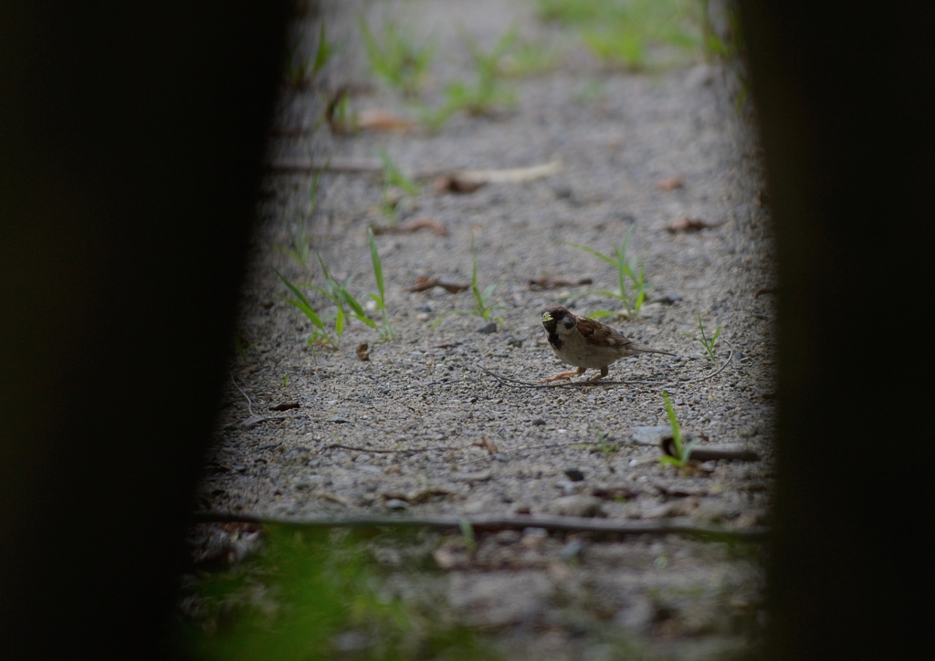 DSC_1868a