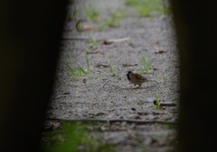 DSC_1868a