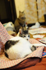 DSC_1971a