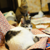 DSC_1971a