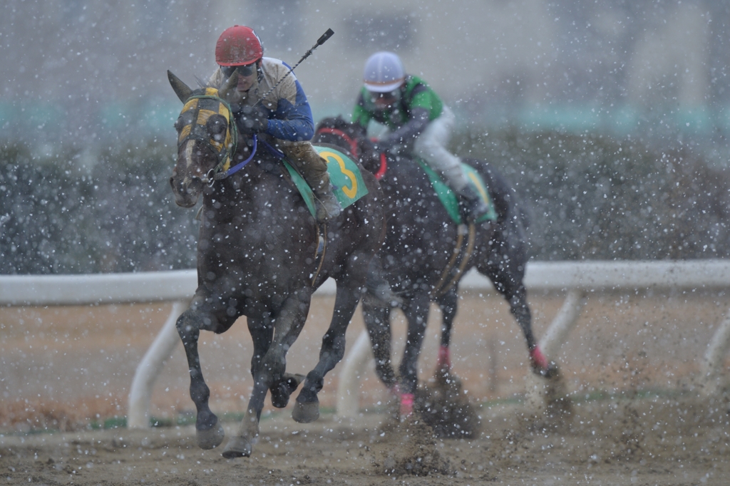 名古屋競馬　マイネルボランタス