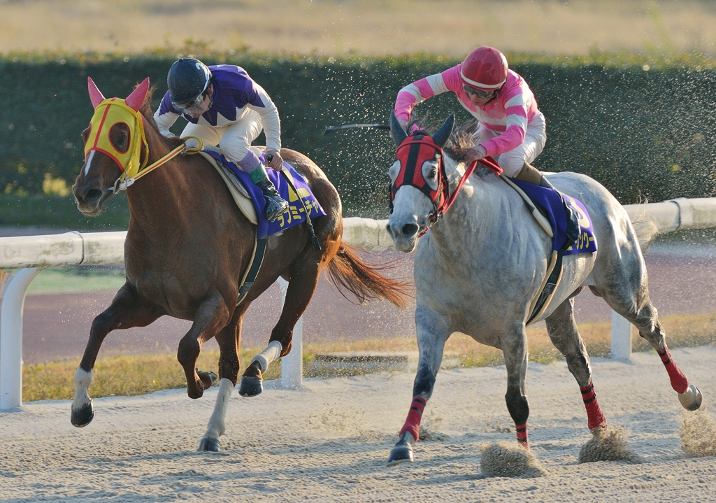 2012　笠松グランプリ　エーシンクールディ　ラブミーチャン