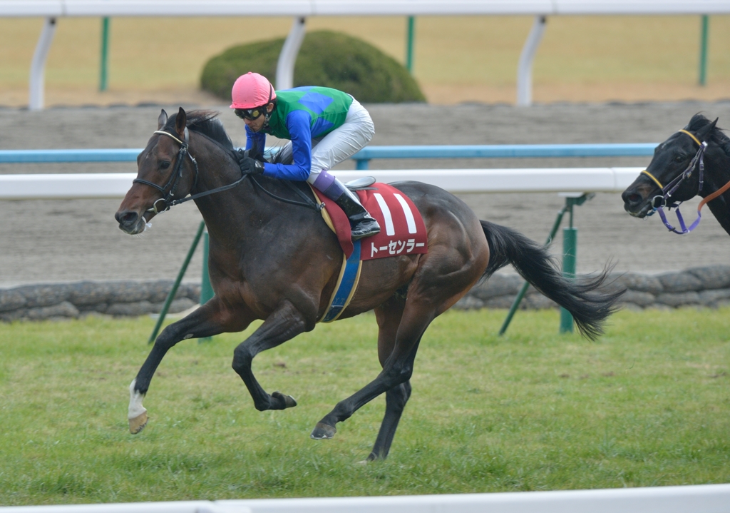 2013 京都記念　トーセンラー