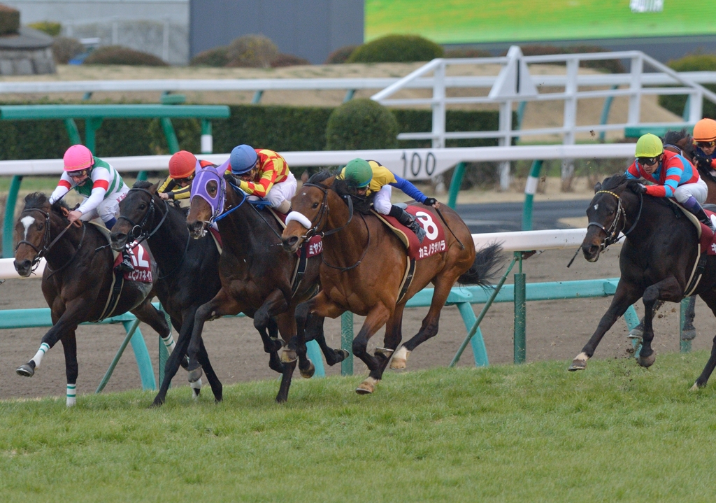 2013 弥生賞　カミノタサハラ