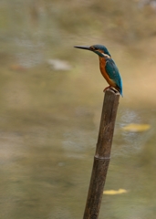 DSC_7111a