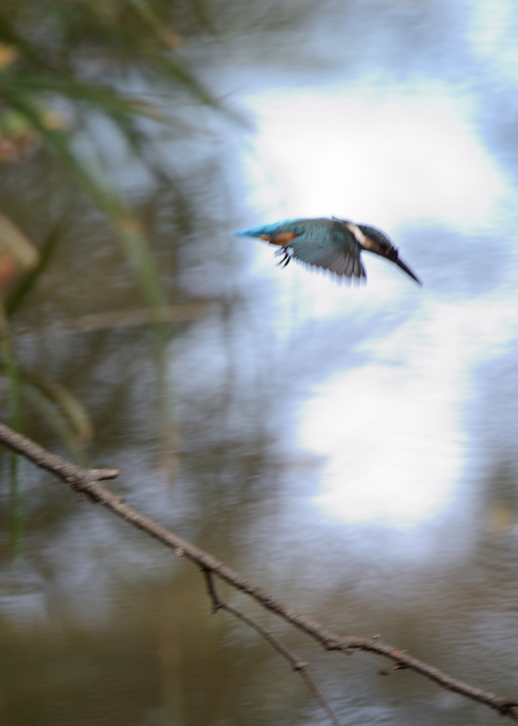 DSC_6560a