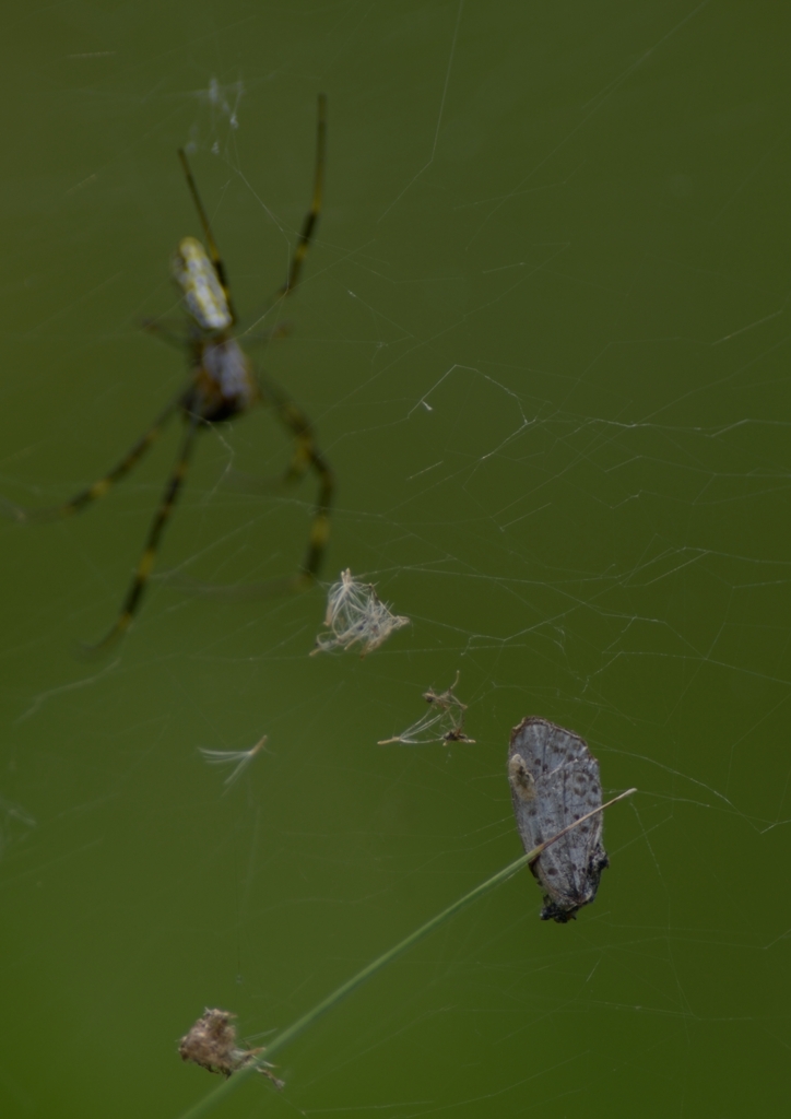 DSC_1700a