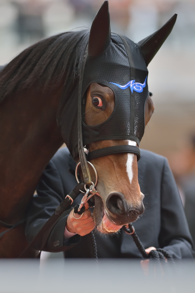 2013 阪神JF レッドリヴェール