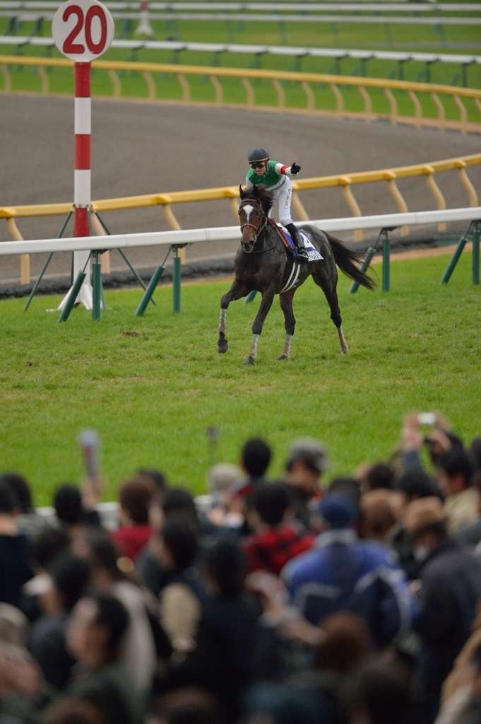 2014　ジャパンカップ　エピファネイア