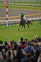 2014　ジャパンカップ　エピファネイア