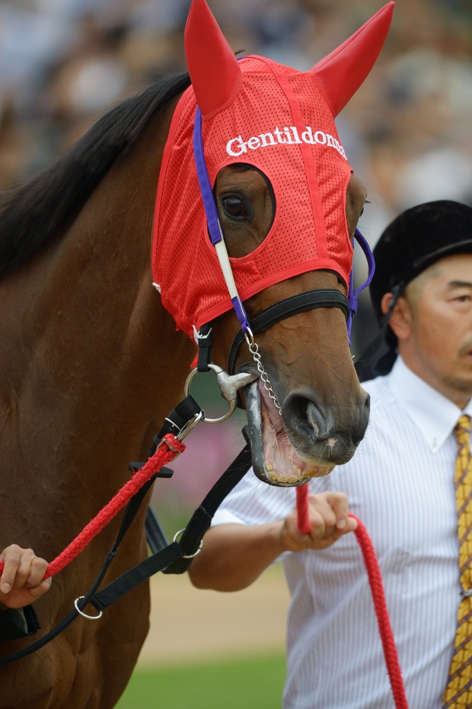 2012　秋華賞　ジェンティルドンナ