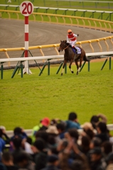 2015 ジャパンカップ ショウナンパンドラ