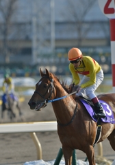 2014　フェブラリーS　コパノリッキー