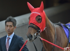 2013 ジャパンカップ　ジェンティルドンナ