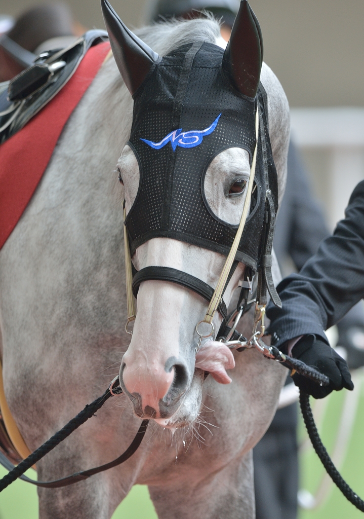 2013　阪神大賞典　ゴールドシップ