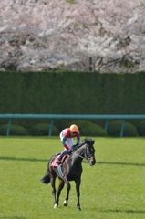 2014　大阪杯　キズナ