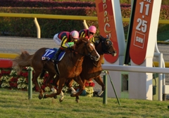 2012　ジャパンカップ　ジェンティルドンナ