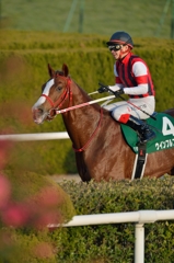 2015京都金杯 ウインフルブルーム