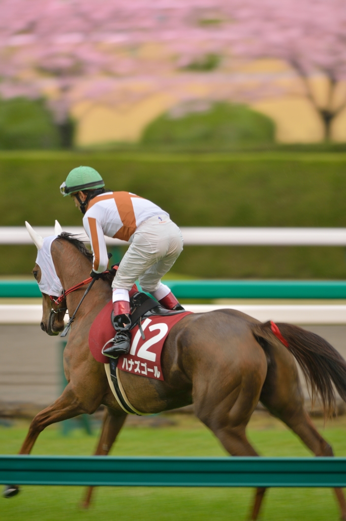 2013 阪神牝馬S　ハナズゴール